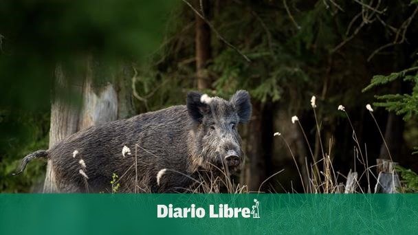 RD suspende importar productos del cerdo desde España por la PPA RD suspende importar productos del cerdo desde España por la PPA