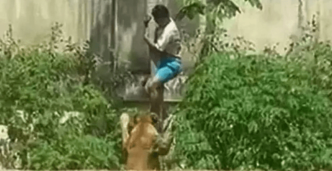 Una leona mata a un joven que ingresó a su recinto en un zoológico de Brasil – El Nuevo Diario (República Dominicana) Una leona mata a un joven que ingresó a su recinto en un zoológico de Brasil – El Nuevo Diario (República Dominicana)